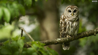 Small owl perched branch forest 4 - a small owl free wallpaper
