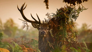 Deer antlers woods plants bushes - antler free wallpaper
