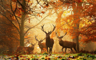 Deer forest trees leaves group - wildlife photography free wallpaper for desktop