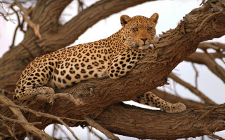 Leopard tree sad look camera - a leopard free wallpaper