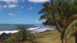 Beach palm tree surfboard ocean - the shore of the ocean free wallpaper