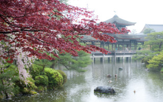 Pond pavilion blooming trees background - a pond free wallpaper