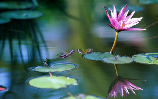 Pink flower pond lily pads 3 - a pink flower free wallpaper