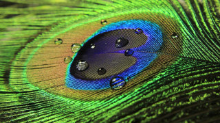 Peacock feather water drops green - arthur quartley free wallpaper