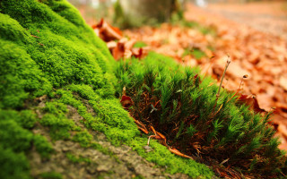 Mossy green plant tree trunk 2 - moss free wallpaper