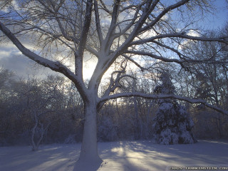 Tree snowy field sun shining - anamorphic free wallpaper