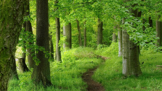 Forest path bench trees grass - a bench in the middle free wallpaper