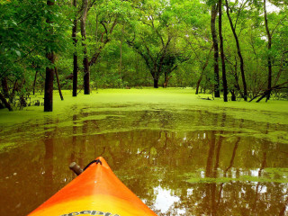 Kayak swamp trees water green - tree and water free wallpaper