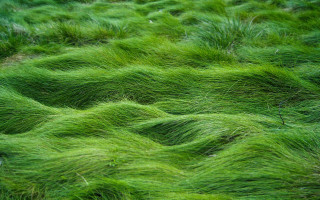 Field green grass bird patches - evaline ness free wallpaper