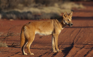 Dog desert bush shiba inu - a dirt road in the desert free wallpaper