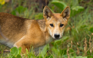 Sad dog field grass weeds - a sad look free wallpaper