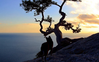 Horse tree cliff ocean sunset - exekia free wallpaper
