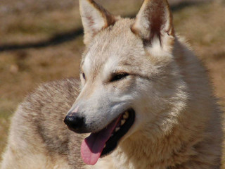 Dog tongue out eyes closed 2 - its tongue free wallpaper