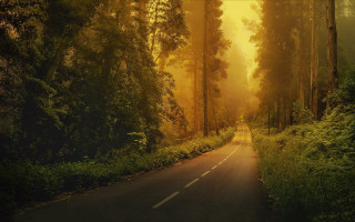 Forest road trees yellow sky - both side of it free wallpaper