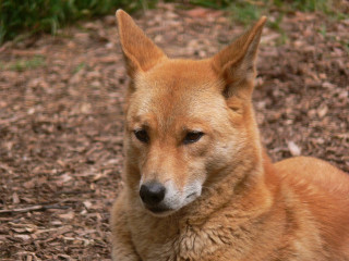 Sad old dog looking distance - australian tonalism free wallpaper