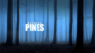 Blue forest pines foggy bamboo - the middle of it free wallpaper