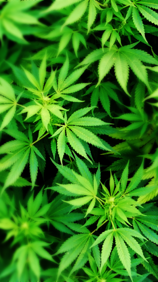 Close up green leaves plant - a plant free wallpaper