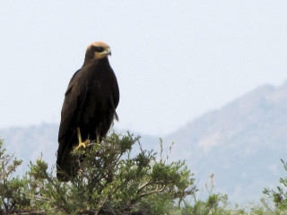 Large bird perched on branch - a large bird free wallpaper
