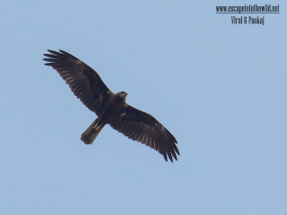 Large bird flying blue sky 10 - animal free wallpaper