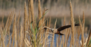 Bird flying water grass reeds - tall free wallpaper