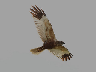 Bird of prey flying wings 5 - upper body free wallpaper