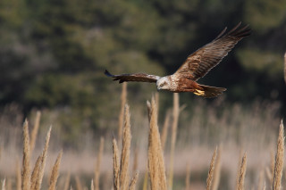Bird flying tallgrass yellowbeak beach - tall free wallpaper