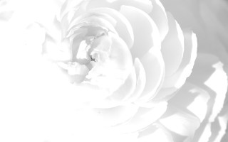 Large white flower black white - cerith wyn evans free wallpaper