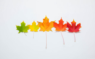 Colorful maple leaves white background - colorful free wallpaper