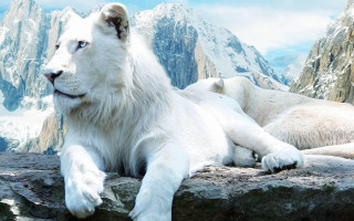 White tiger rock mountain snow 2 - a white tiger free wallpaper