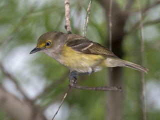 Small bird perched branch green 3 - an illustration of free wallpaper