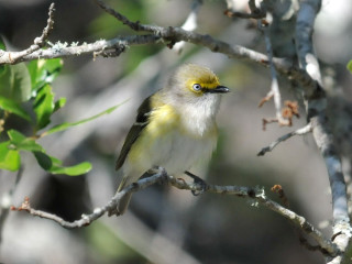 Small bird perched tree branch 4 - an illustration of free wallpaper