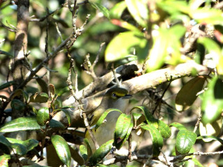 Bird perched branch tree leaves 5 - a branch in a tree free wallpaper