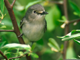 Small bird perched tree branch - an illustration free wallpaper