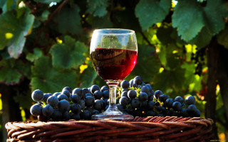 Wine grapes basket vine blurry - a vine free wallpaper