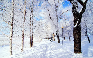 Snowy path park trees street - naive free wallpaper