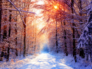 Snowy road trees snow sunlight - covered ground free wallpaper