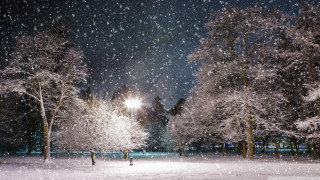 Snowy night park trees lights 2 - a matte painting free wallpaper