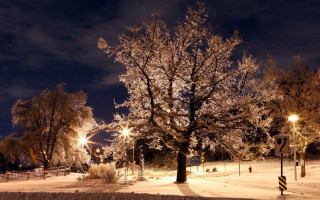 Tree snowy field night street 2 - night free wallpaper