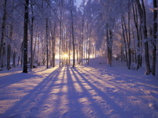 Snowy path forest sunlight trees 3 - the sun free wallpaper