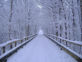 Snowy path forest trees bench - german romanticism free wallpaper