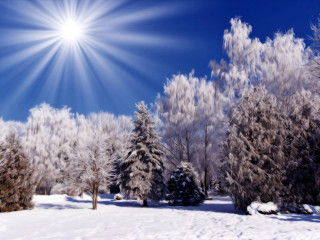 Sunny winter snow trees bright - a bright sun in the background free wallpaper