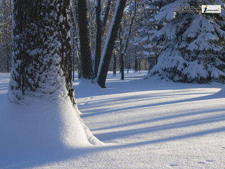 Snow covered path park trees - regionalism free wallpaper