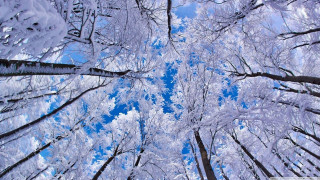 Snowy forest blue sky bench - a view free wallpaper