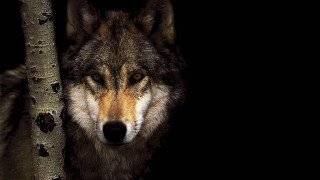 Wolf standing tree dark eyes - caspar wolf free wallpaper