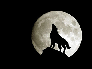 Wolf rock fullmoon blacksky night - full moon free wallpaper