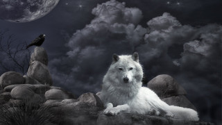 White wolf rock night crow - free dogs wallpaper