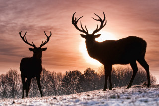 Two deer snow sunset trees 2 - two deer free wallpaper