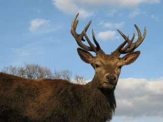 Deer large antlers field trees - edwin landseer free wallpaper