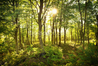 Forest sunlight trees bushes path - lot of trees and grass free wallpaper