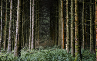 Forest trees green grass bushes 3 - free forest wallpaper